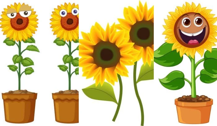 Sunflower Puns And Jokes